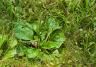 Broadleaf plantain plant growing in the lawn. 