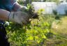 Gardener removes weeds