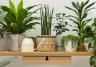 Comment entretenir les plantes de la maison