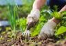 Gardener deweeding a plantbed