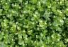 Chickweed plant with white flowers growing in the lawn. 