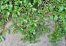 Purslane weed growing over pavement. 