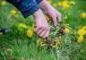 Close-up of hands holding daffodils weeded from a lawn.