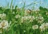 White clover and chamomile in full bloom in a field  