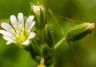 A closeup shot of the blooming chickweed