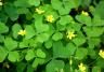 Oxalis plant with yellow flowers.