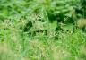 Nutgrass plant growing in an open field.