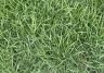 Green couch grass growing in a yard.&nbsp;