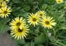 Capeweed plants with yellow, daisy-like blossoms and green leaves.