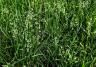 Overgrown winter grass patch with budding white seed heads.  
