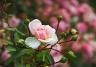 Caring for roses | David Domoney | Miracle Gro