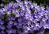 Les plantes violettes à cultiver au jardin