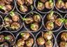 Planting bulbs and demystifying bulb fibre