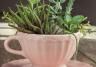 Teacup succulent planter
