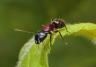 fourmis