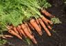 Legumes raiz plantar