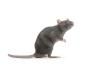 Comment lutter contre les rats