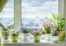 Houseplants on a windowsill | Bringing the fragrance indoors | Miracle Gro