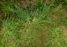 Crabgrass weeds growing on lawn.&nbsp;