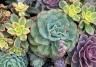 Caring for cacti, succulents and bonsai