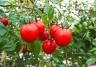 tomates