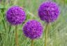 How to grow Allium