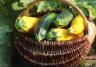 Basket of courgettes in a garden