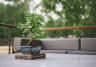 Bonsai tree on a table