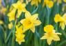 Field of daffodils