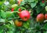 How and when to prune an apple tree