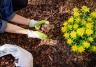 Woman mulching a yellow flowerbed