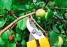 Apple tree being pruned