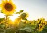 Sunflower Field at Sunrise