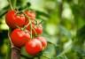 Tomatoes on a vine