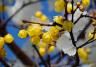 Flowering plants for winter gardens