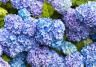 How and when to prune hydrangeas
