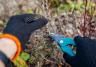 Winter pruning: a complete guide for a thriving garden