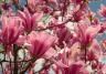 Un magnolia en pleine floraison dans un jardin