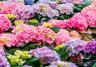 une collection d'hortensias aux couleurs vives
