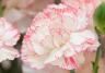Carnations
