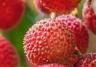 How to grow Lychee