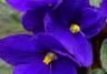 African Violet