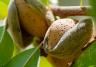 Growing almond