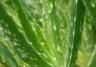 Aloe Vera plant