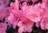Azalea small