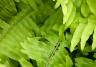 Boston Fern