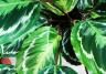Calathea