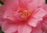 Camellias