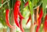 Chillies growing