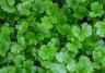 Coriander growing
